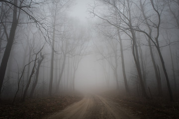 Fototapeta premium Foggy Road in Woods