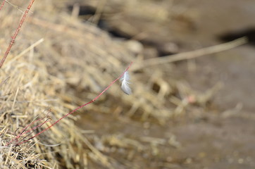 Light as a Feather
