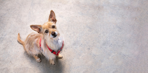Topside 3/4 point view of small tan and white mix breed dog sitting, looking upward against cement...