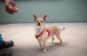 Side view of small tan and white mix breed dog standing on cement floor, looking toward a hand with a treat, green painted cinder block wall in background
