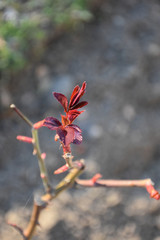 In early spring, the beginning of growth of young rose leaves. Blurred thin branches in the background