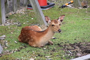 芝生の上で休憩している鹿