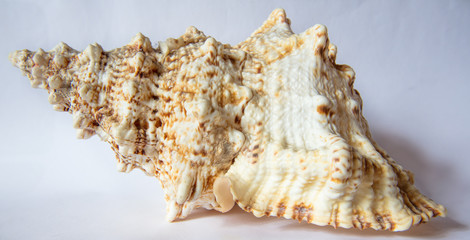 Close up de concha