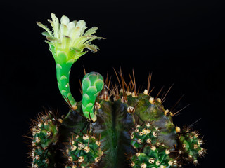 flower of cactus for background image.