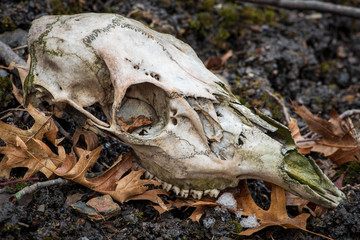 Animal Skull