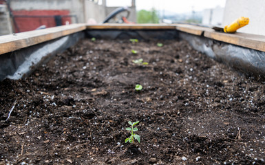 Grow bed with some things on it