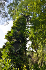 Fototapeta premium tree in the forest