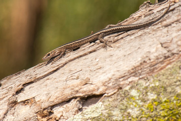 Garden Skink also known as Lampropholis guichenoti.