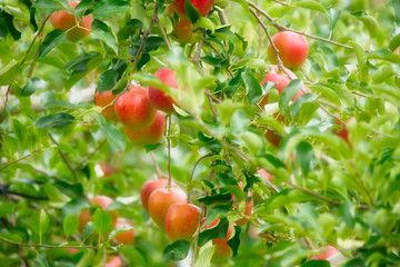 リンゴの木と実ったリンゴ
