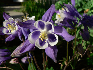 Purple Columbine Flower