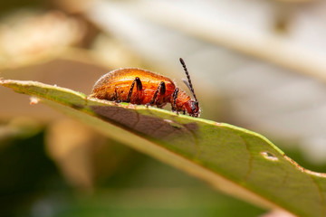 Brown Leaf-rolling Weevil also known as Attelabidae