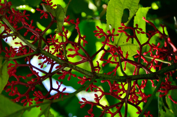 red rain forest plant