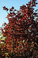 red leaf tropical tree