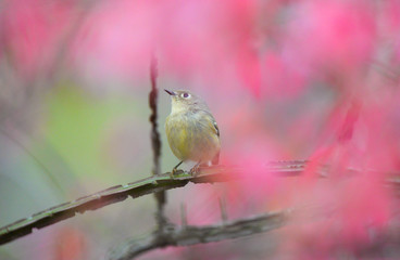 warbler