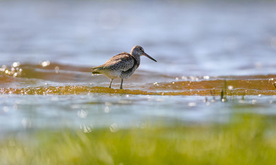 sandpiper