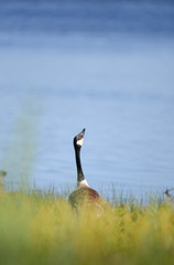 goose