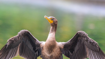 The Unique Cormorant. The majority of this species have dark feathers, but this a unique piece.
