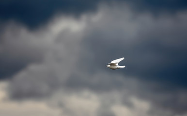 Fototapeta na wymiar white pigeon