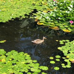 water lily in the pond
