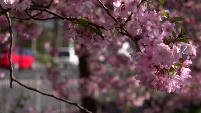Background of blossom on plants in spring bloom 