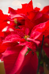 red poinsettia flower