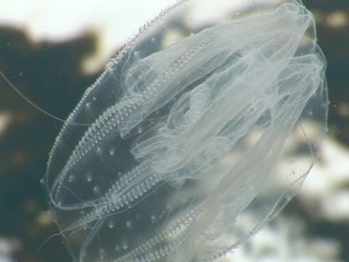 jellyfish lights underwater  glowing Mnemiopsis  ocean scenery - Powered by Adobe