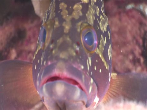 grouper swimming curious underwater ocean scenery close up fish mediterranean
