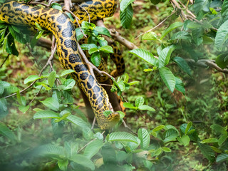 Serpiente en Arbol