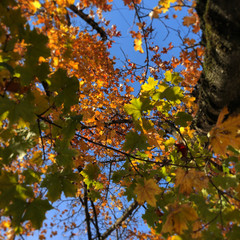 autumn leaves on a tree