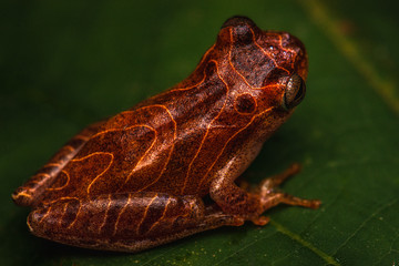 frog