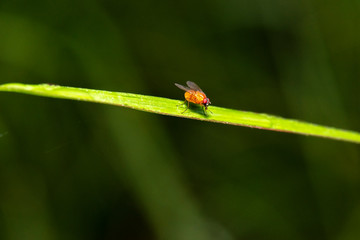 Fat Orange Bush Fly also known as Dichaetomyia johannis