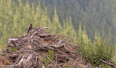 New Zealand Falcon (Karearea)(Falco novaeseelandiae) perched on a stump with pine forest in the background