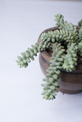 Suculenta