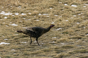 big black turkey yellow grass on the field.