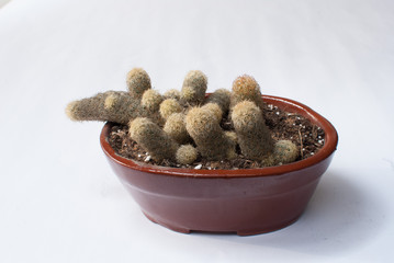Suculenta