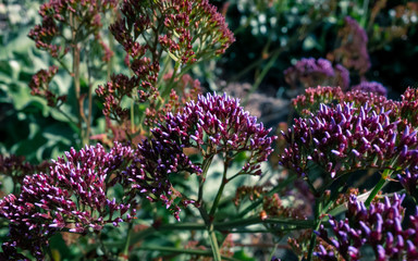 purple flower in the garden