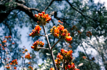 orange flowers in the garden