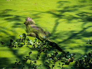 Cocodrilo en su charca