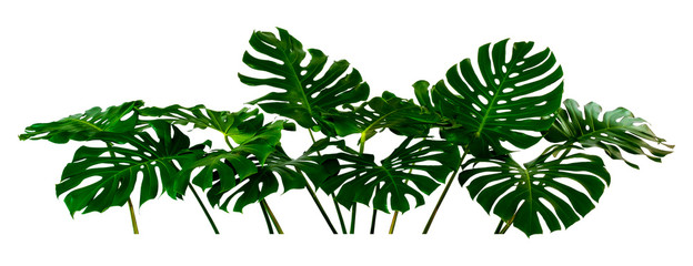 green leaf of a tropical flower monstera isolated on white background.clipping path © eakarat