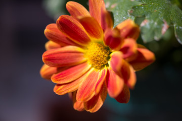 orange gerbera flower