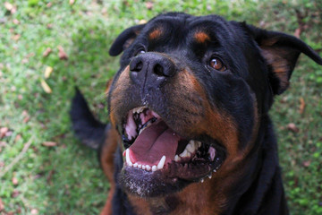 Fototapeta premium dog on grass