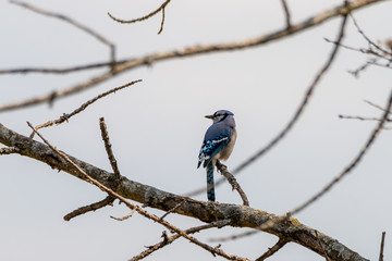 Blue jay on a bough in a park