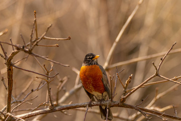 robin on a branch