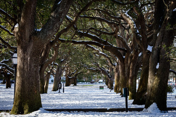 Charleston, SC Winter