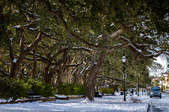 Charleston, SC Winter