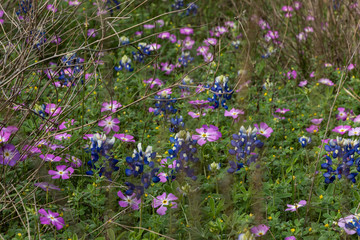 Field of Bluebonnets and Golden Eye Phlox Wildflowers