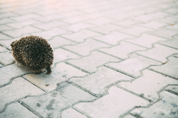 Hedgehog leaves on the pavement tiles © Айман Дайрабаева