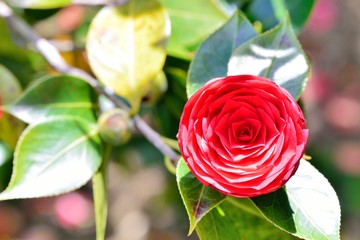 Camellia flower,Shot in Hsinchu,Taiwan