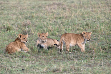 Three lion cubs playing with a wildebeest tail. Image taken in the Masai Mara, Kenya.