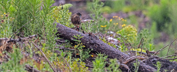 Naklejka na ściany i meble New Zealand Falcon (Karearea)(Falco novaeseelandiae) perched on a log in the rain in natural habitat
